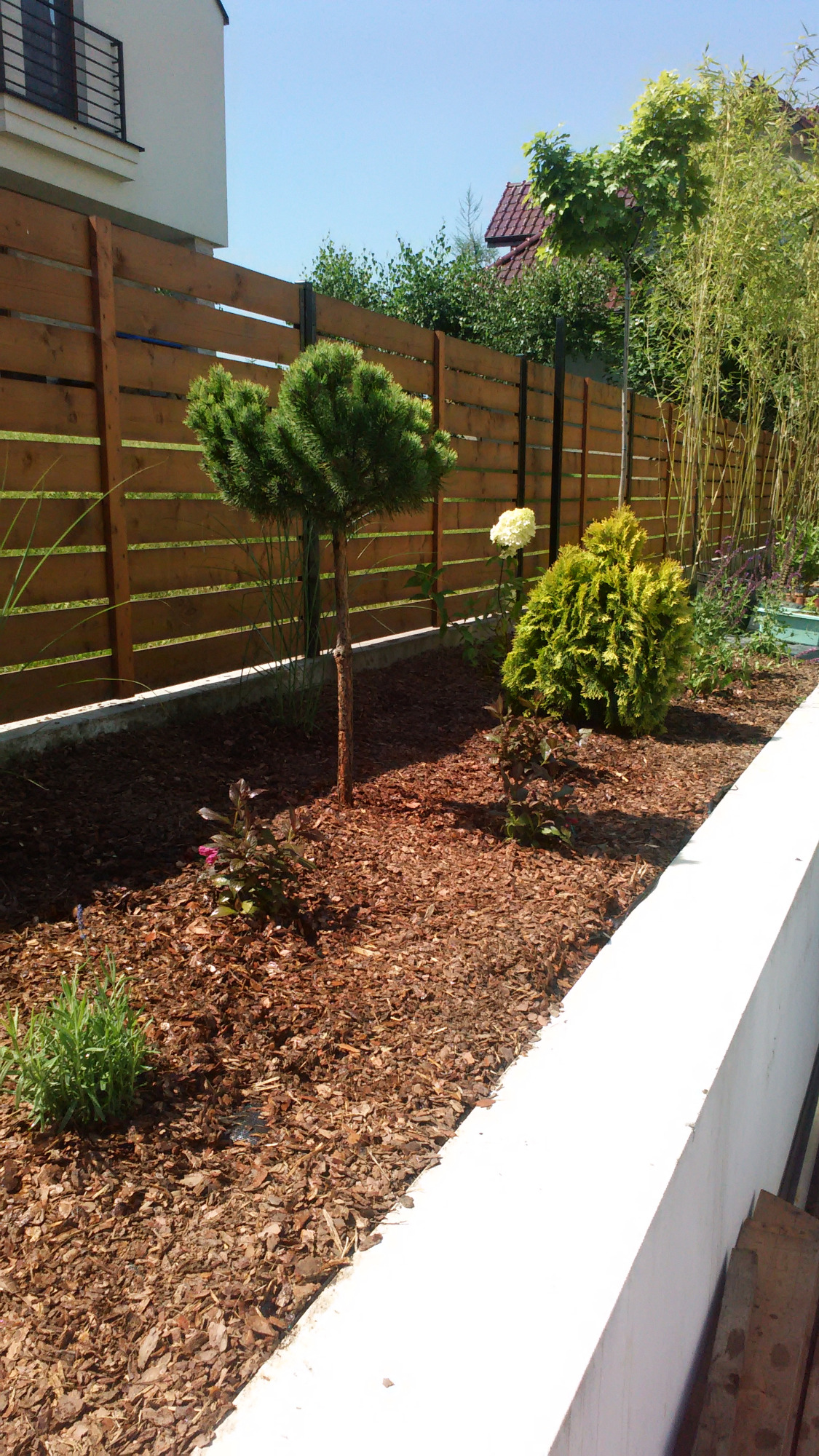 Kadr na rabatę z młodymi drzewkami iglastymi i krzewami, wysypaną korą, ograniczoną drewnianym ogrodzeniem i betonowym obrzeżem, w słoneczny dzień.