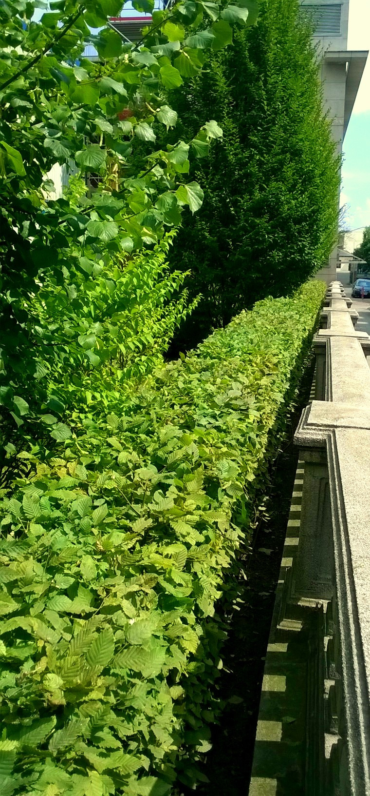 Równy, gęsty żywopłot z jasnozielonych liści, przylegający do niskiego, betonowego murku, z wysokimi drzewami w tle.