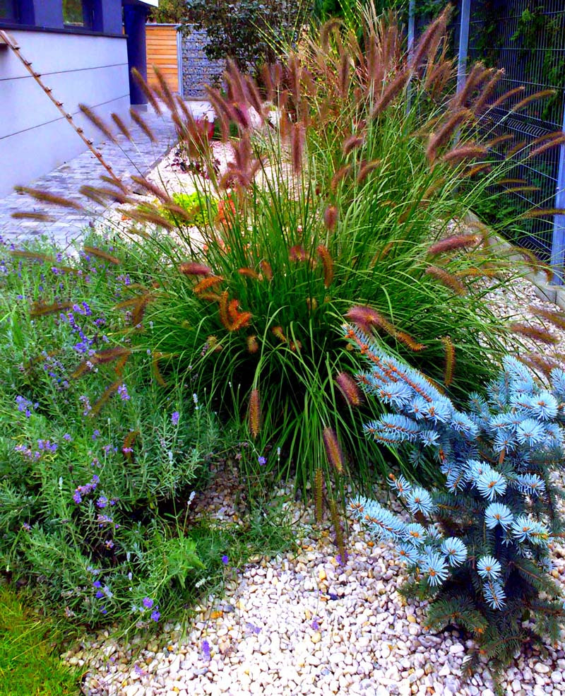 Kompozycja ogrodowa z ozdobną trawą, lawendą i niebieskim świerkiem na tle białego żwiru, widok z bliska.