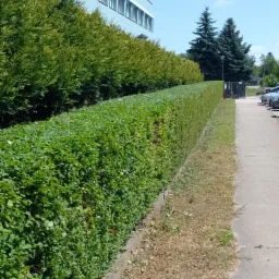 Równy żywopłot z zielonych krzewów w Bydgoszczy, oddzielający budynek od chodnika i parkingu. W tle wysokie drzewa iglaste i budynek z rzędem okien.