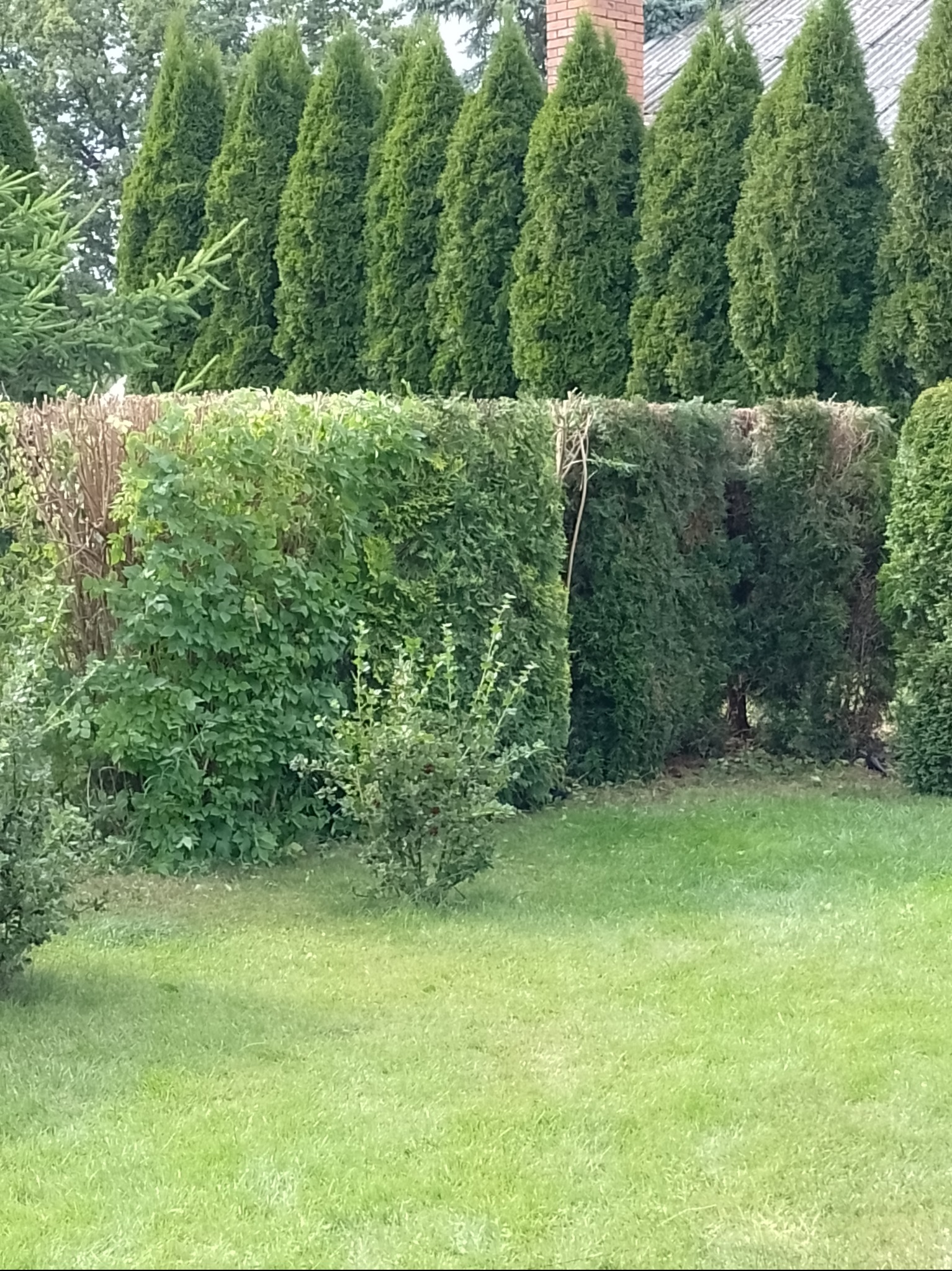 Równy żywopłot z tui szmaragd wzdłuż trawnika, za nim rząd strzelistych tui, w tle fragment dachu domu. Krzewy częściowo przycięte.