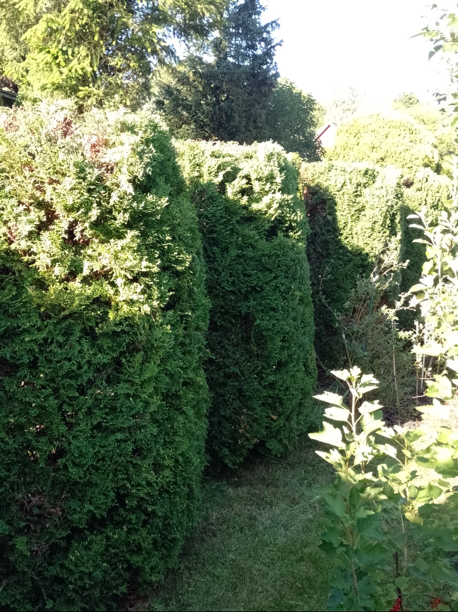 Rząd gęstych, zielonych tuj formowanych w kolumny, oddzielających przestrzeń ogrodu, z fragmentami innych roślin w tle i na pierwszym planie.