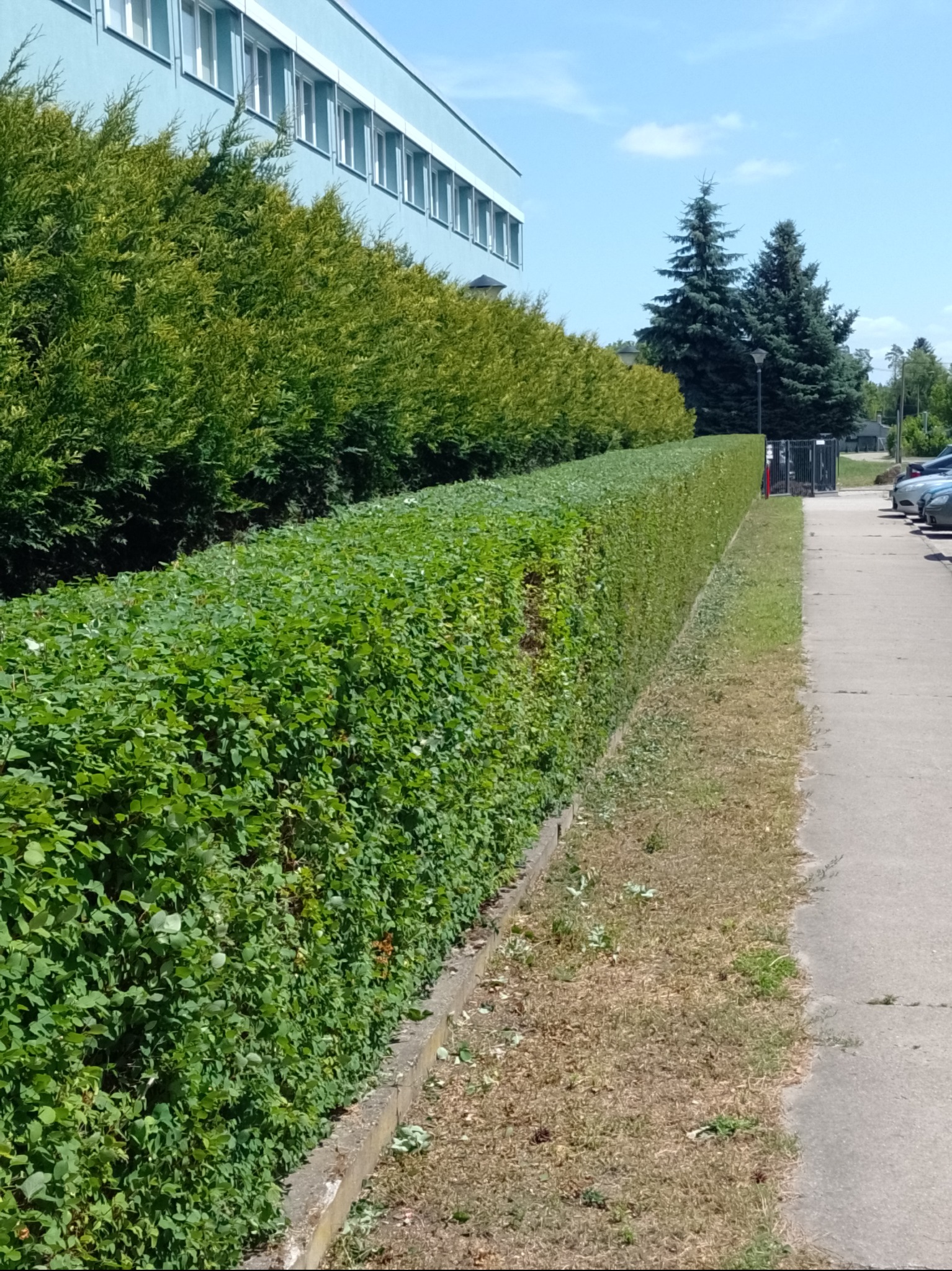 Równy żywopłot z zielonych krzewów w Bydgoszczy, oddzielający budynek od chodnika i parkingu. W tle wysokie drzewa iglaste i budynek z rzędem okien.