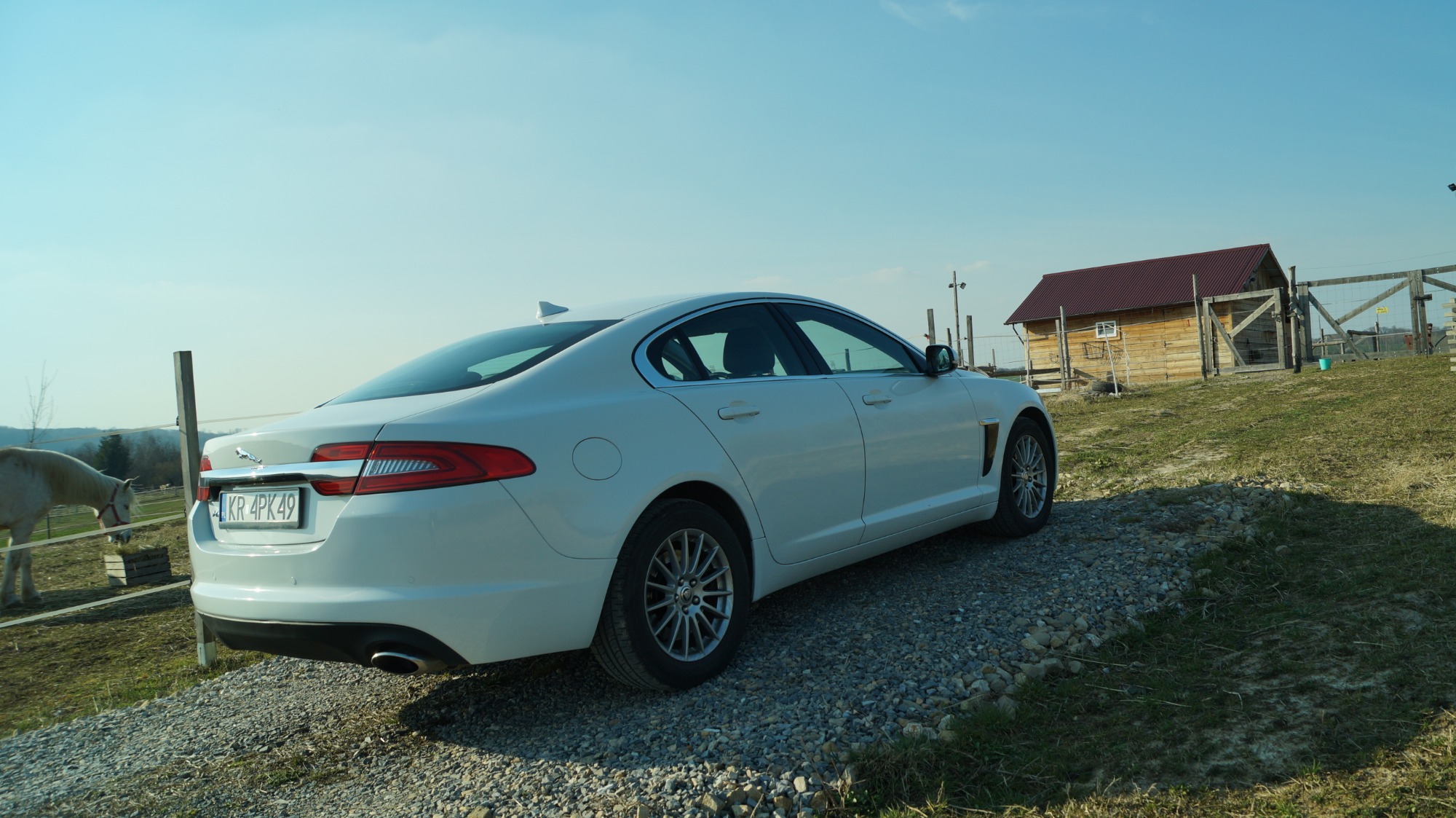 Biały Jaguar XF zaparkowany na żwirowej drodze z widokiem na drewniany budynek z czerwonym dachem i białego konia w tle.