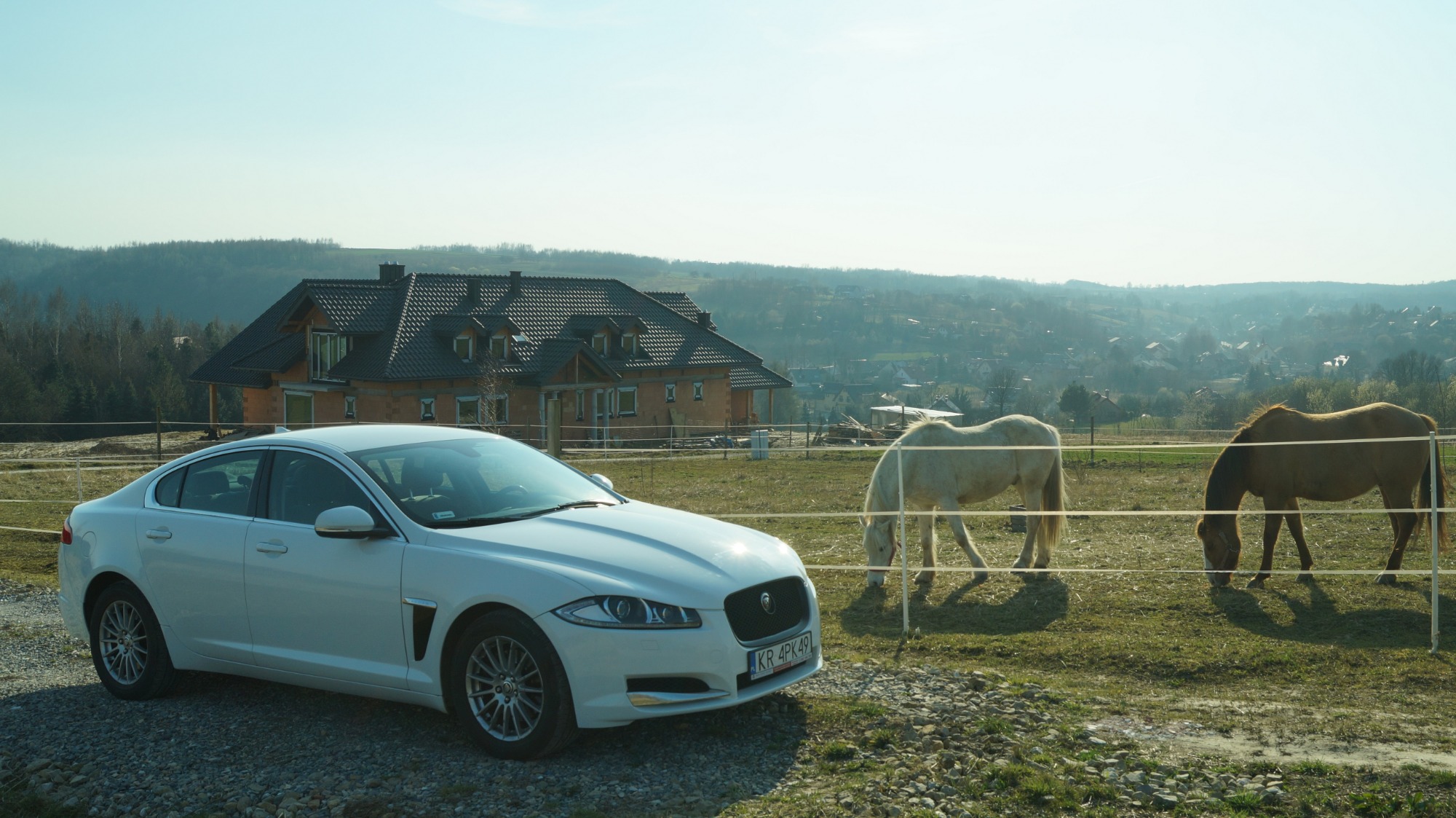 Biały Jaguar XF zaparkowany na żwirowym podjeździe, w tle dom w stanie surowym i dwa konie pasące się na pastwisku, widok na pagórkowaty krajobraz.