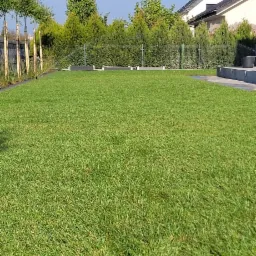 Świeżo założony trawnik z rolki, system nawadniania w trakcie pracy, widoczny cień osoby fotografującej w lewym dolnym rogu, w tle żywopłot z tui i dom jednorodzinny.