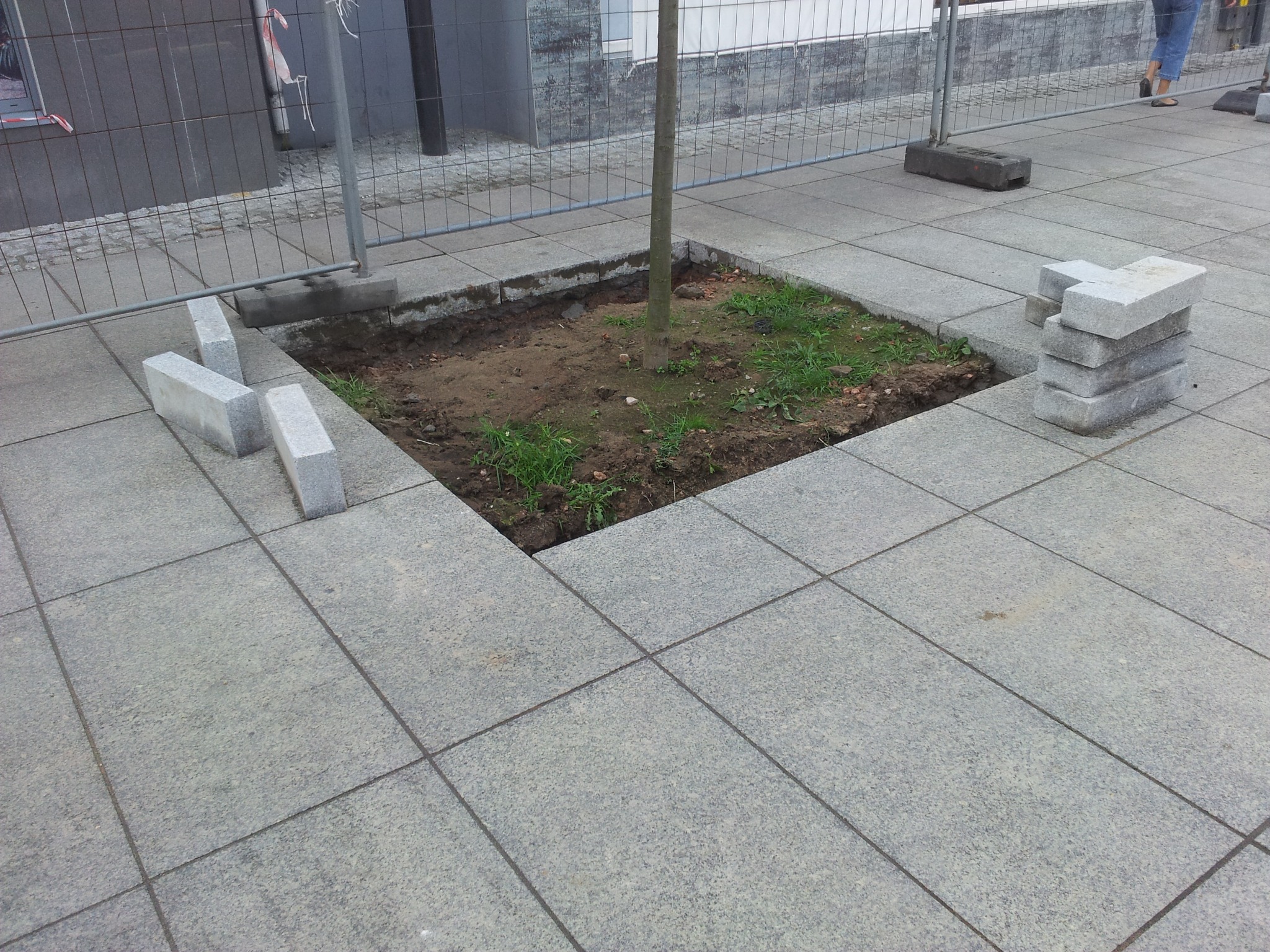 Przygotowane miejsce z drzewem otoczone szarą kostką granitową, stos kostki obok, zabezpieczenie terenu siatką.