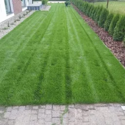 Świeżo skoszony trawnik z wyraźnymi pasami, obrzeża z tujami, kostka brukowa przy domu.
