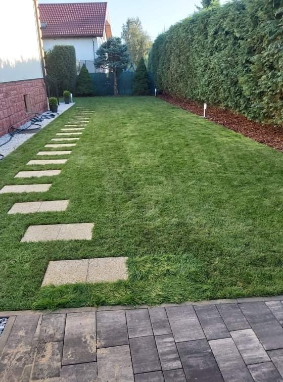 Widok na zadbany trawnik z kamienną ścieżką, równo przycięty żywopłot w tle, kora ozdobna pod żywopłotem, kostka brukowa na pierwszym planie.
