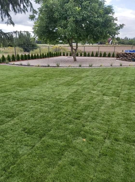 Świeżo założony trawnik z rolki, obrzeże z ozdobnych tujek i wysypany kamieniem teren wokół drzewa, w tle metalowe ogrodzenie i palety.