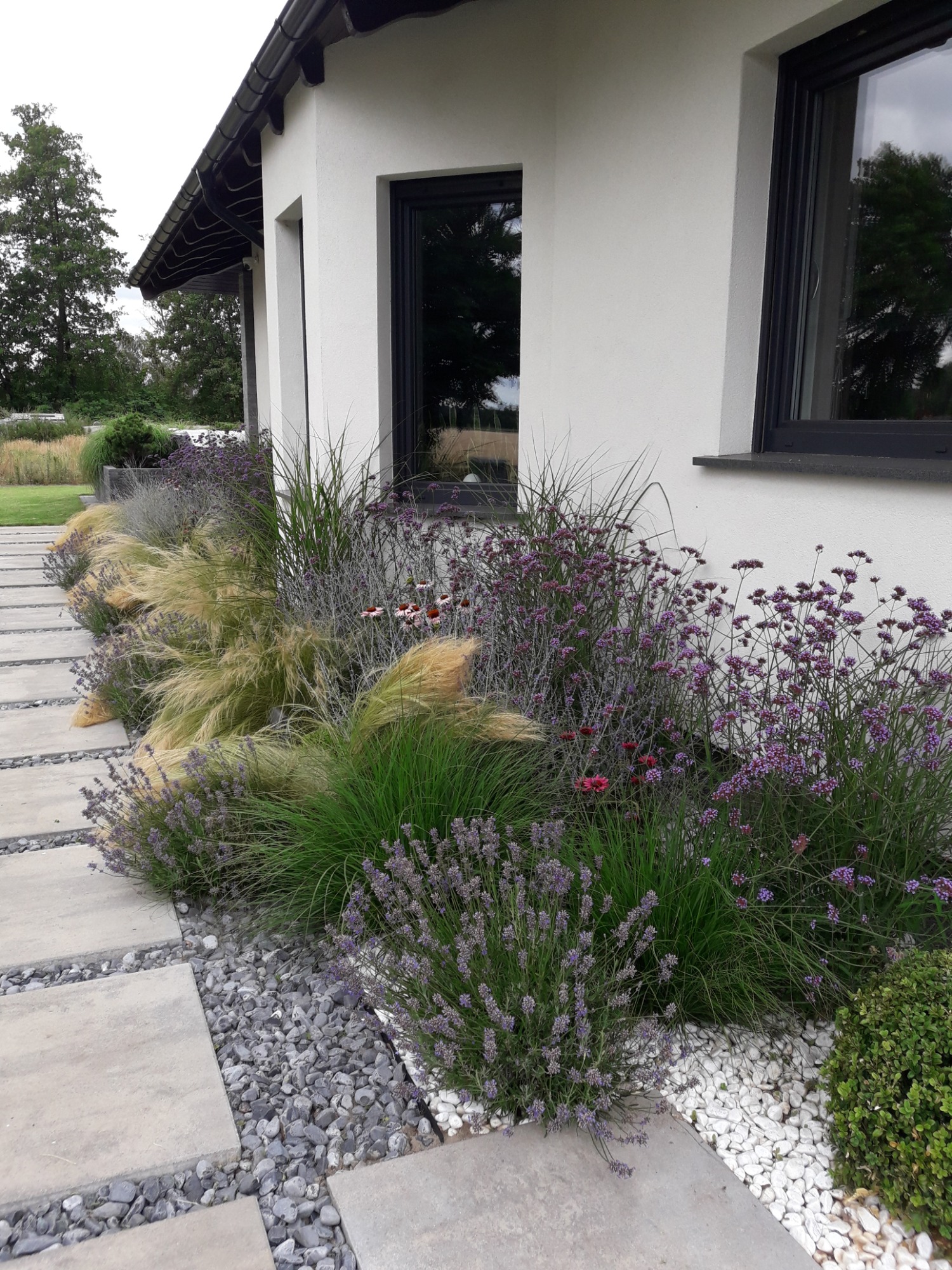 Nowoczesny ogród przydomowy z geometrycznymi ścieżkami z płyt betonowych wypełnionych szarym żwirem, rabaty z lawendą, trawami ozdobnymi i werbeną patagońską przy białej ścianie budynku z czarnymi...