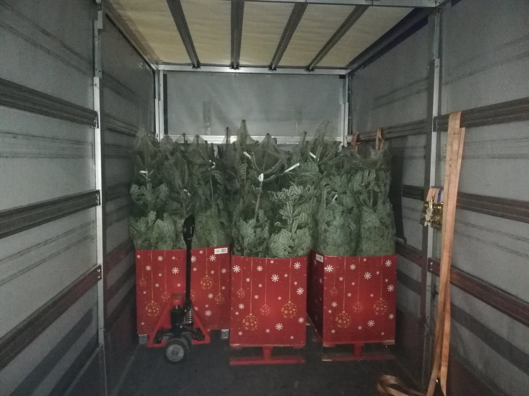 Wnętrze furgonetki wypełnione choinkami w czerwonych, świątecznych pojemnikach, transportowane za pomocą wózka paletowego.