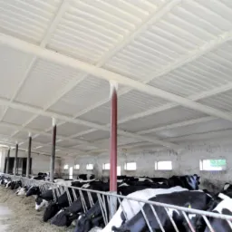 Wnętrze obory z ocieplonym pianką PUR sufitem i ścianami, widoczne krowy przy korycie.