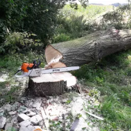 Ścięte drzewo leżące na trawie, obok pnia z piłą łańcuchową Stihl, w tle widoczne pole uprawne.