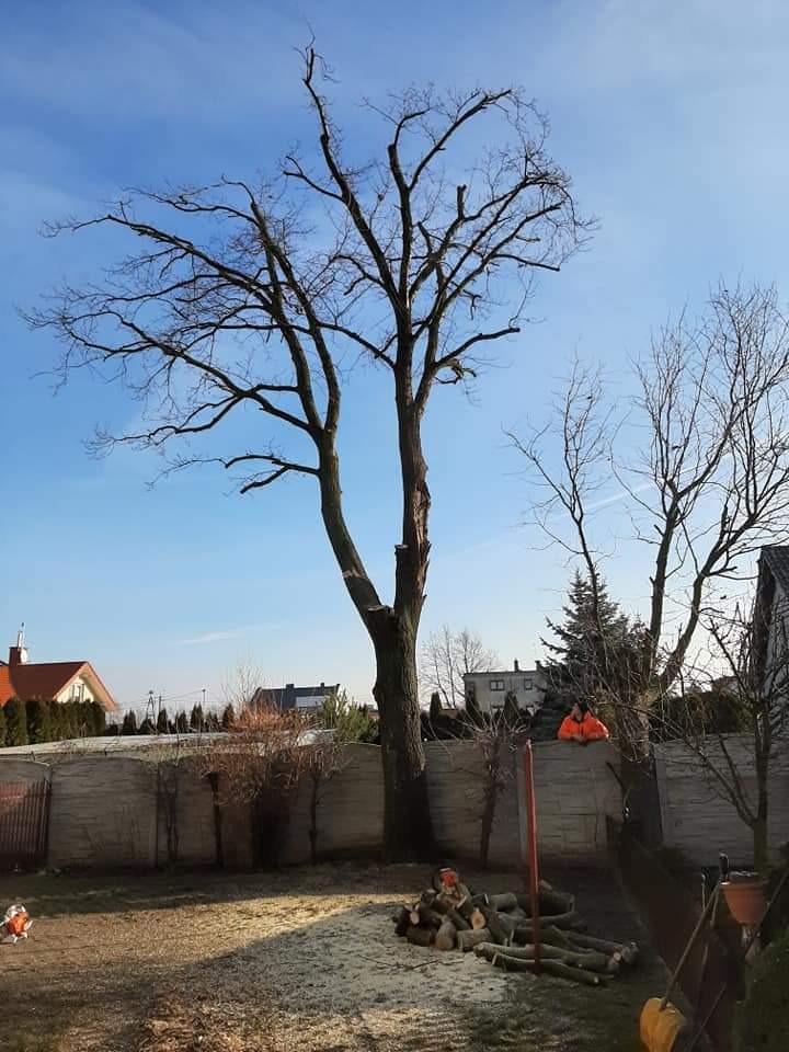 Drzewo po wycince gałęzi, z widocznymi świeżymi cięciami, obok leżą pocięte kawałki drewna, w tle ogrodzenie i zabudowa jednorodzinna.