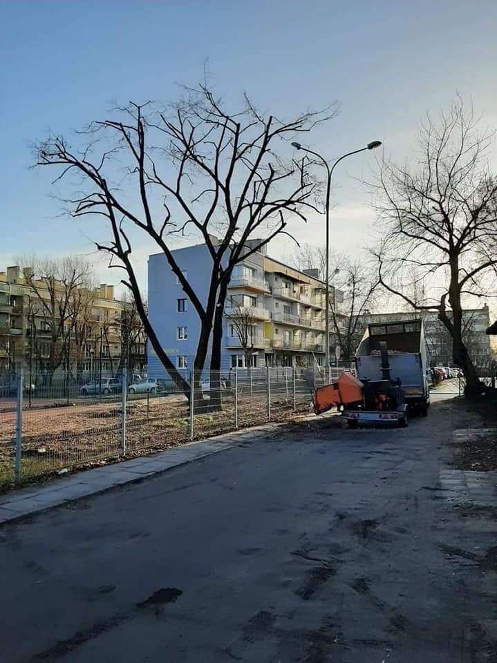 Przycięte drzewo w mieście, z widoczną maszyną do rozdrabniania gałęzi na przyczepie, zaparkowaną na ulicy, budynki w tle.
