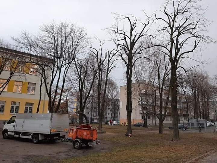Przycięte drzewa w miejskim parku, widoczny samochód z przyczepą do zrębków, szare niebo w tle.
