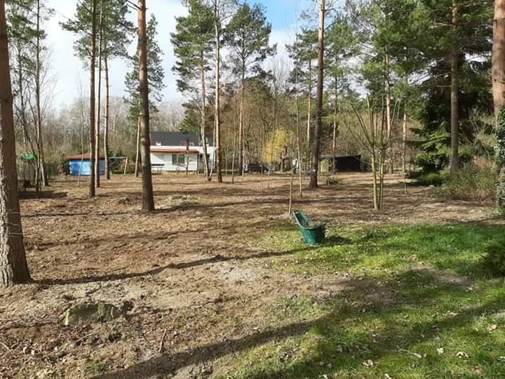 Teren leśny po wycince drzew, widoczne pnie i pozostałości po gałęziach, w tle dom jednorodzinny z niebieskim budynkiem gospodarczym.