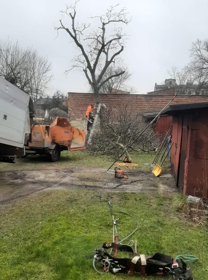 Pracownik w pomarańczowym kombinezonie na drabinie przy drzewie bez liści, obok maszyna do rozdrabniania gałęzi, piła łańcuchowa i narzędzia ogrodnicze, ceglany budynek w tle.