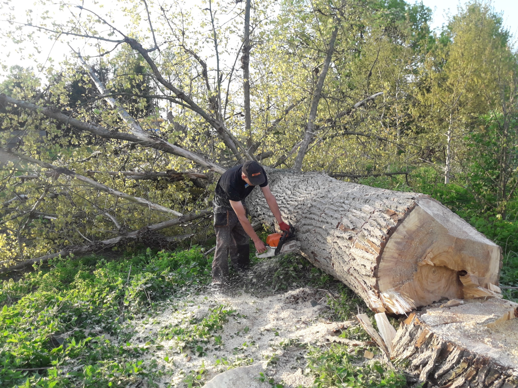 Mężczyzna w czarnej koszulce i czapce z daszkiem tnie piłą spalinową powalone drzewo, w tle zielona trawa i drzewa.