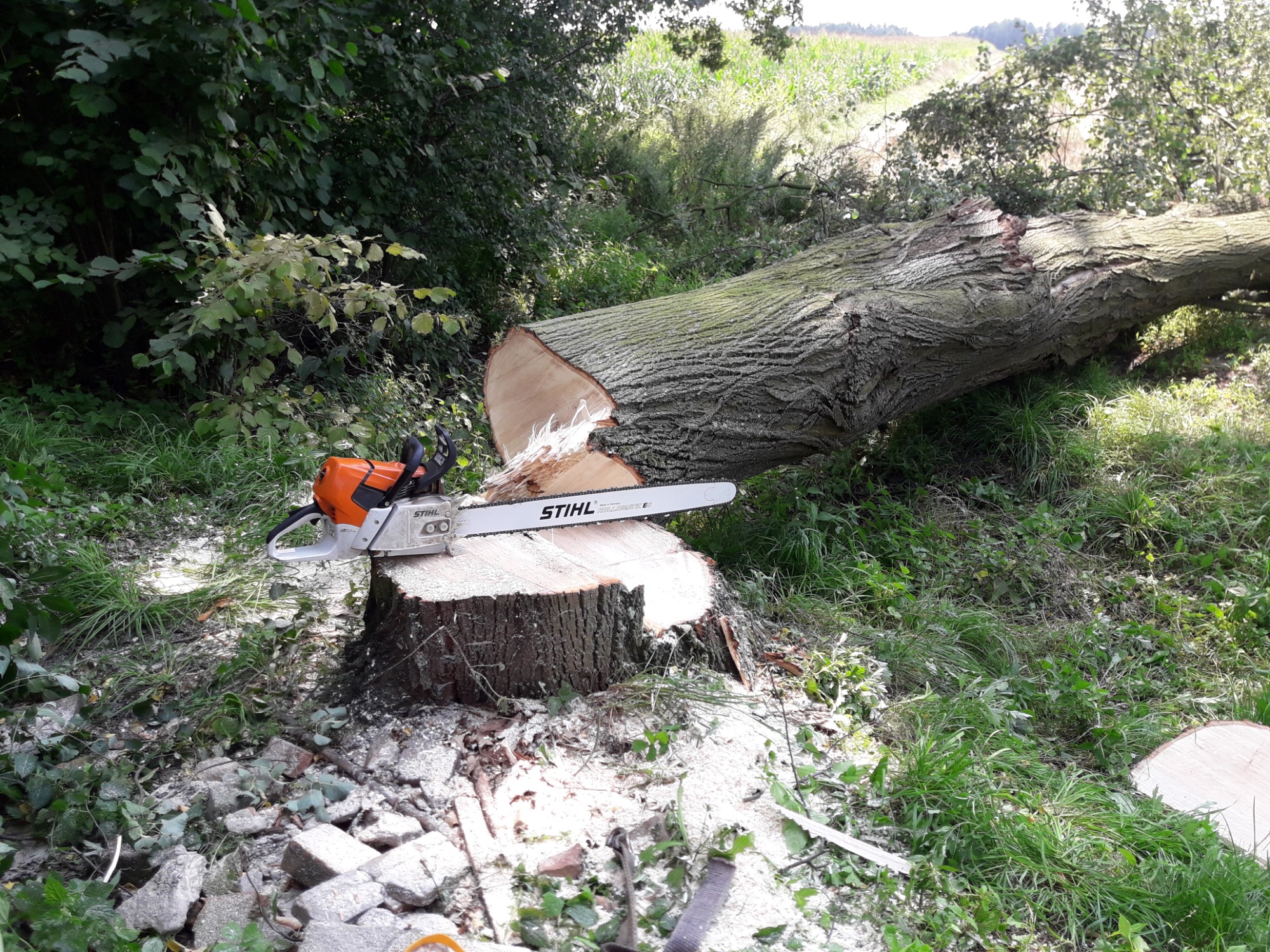 Ścięte drzewo leżące na trawie, obok pnia z piłą łańcuchową Stihl, w tle widoczne pole uprawne.