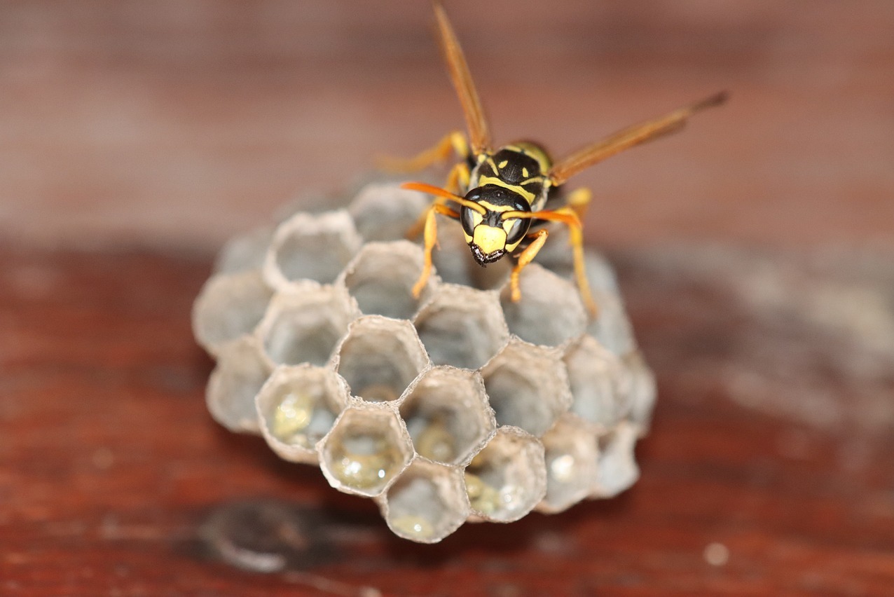 zwalczanie gniazda os