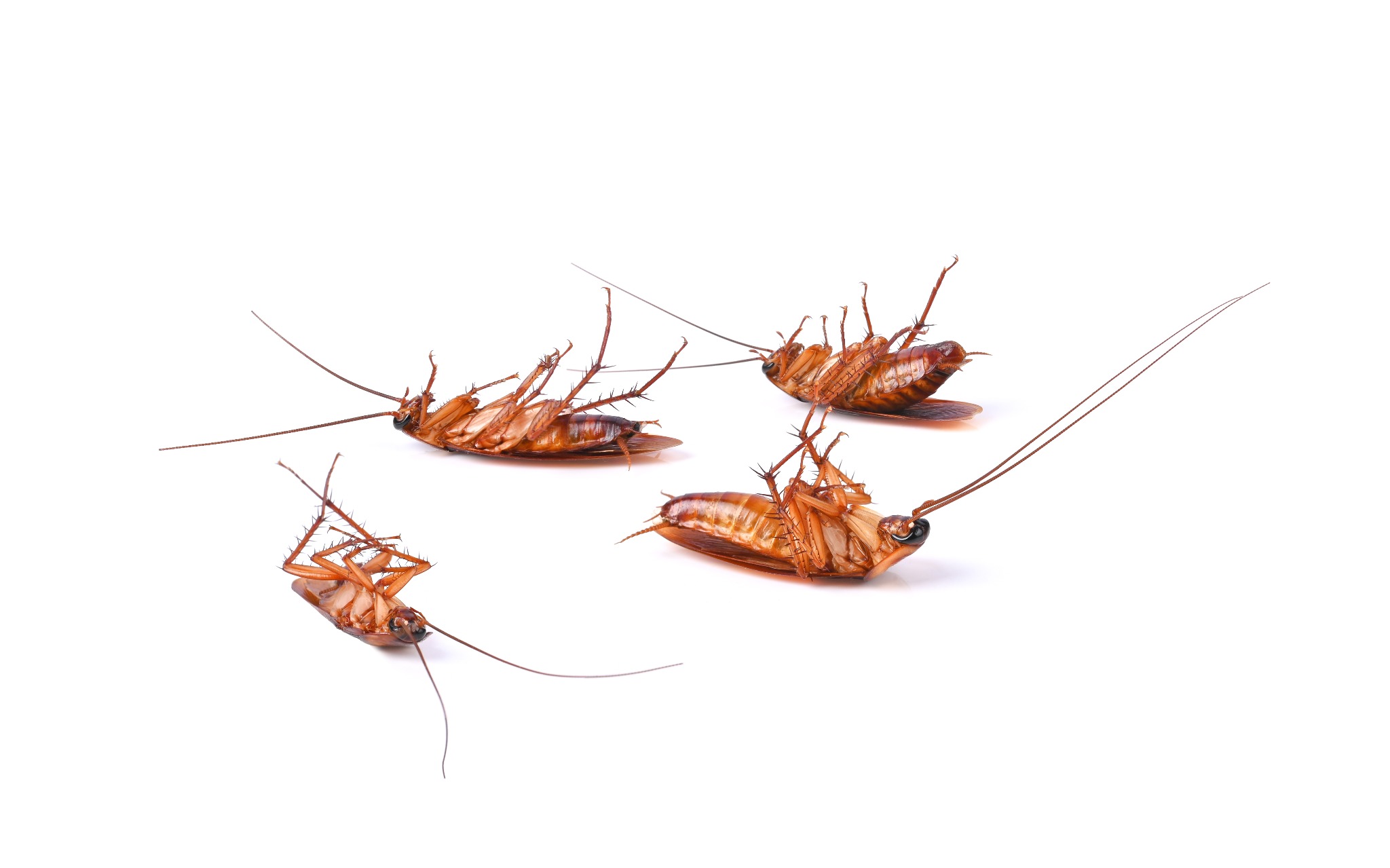 zwalczanie karaluchów