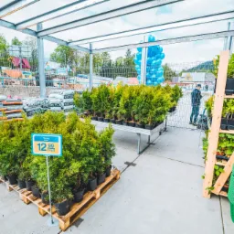 Szeroki kadr na szkółkę roślin z tujami w czarnych doniczkach na paletach i ziemią w workach w tle, z niebieską tabliczką cenową 'Tuja od 90cm 12.99 zł/szt'.