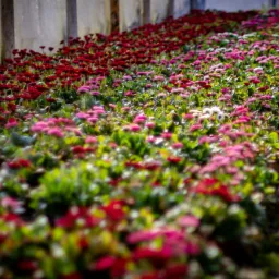 Rządki czerwonych, różowych i białych stokrotek rosnących w szklarni, widoczne z perspektywy ścieżki serwisowej. Na pierwszym planie rozmyte kwiaty.
