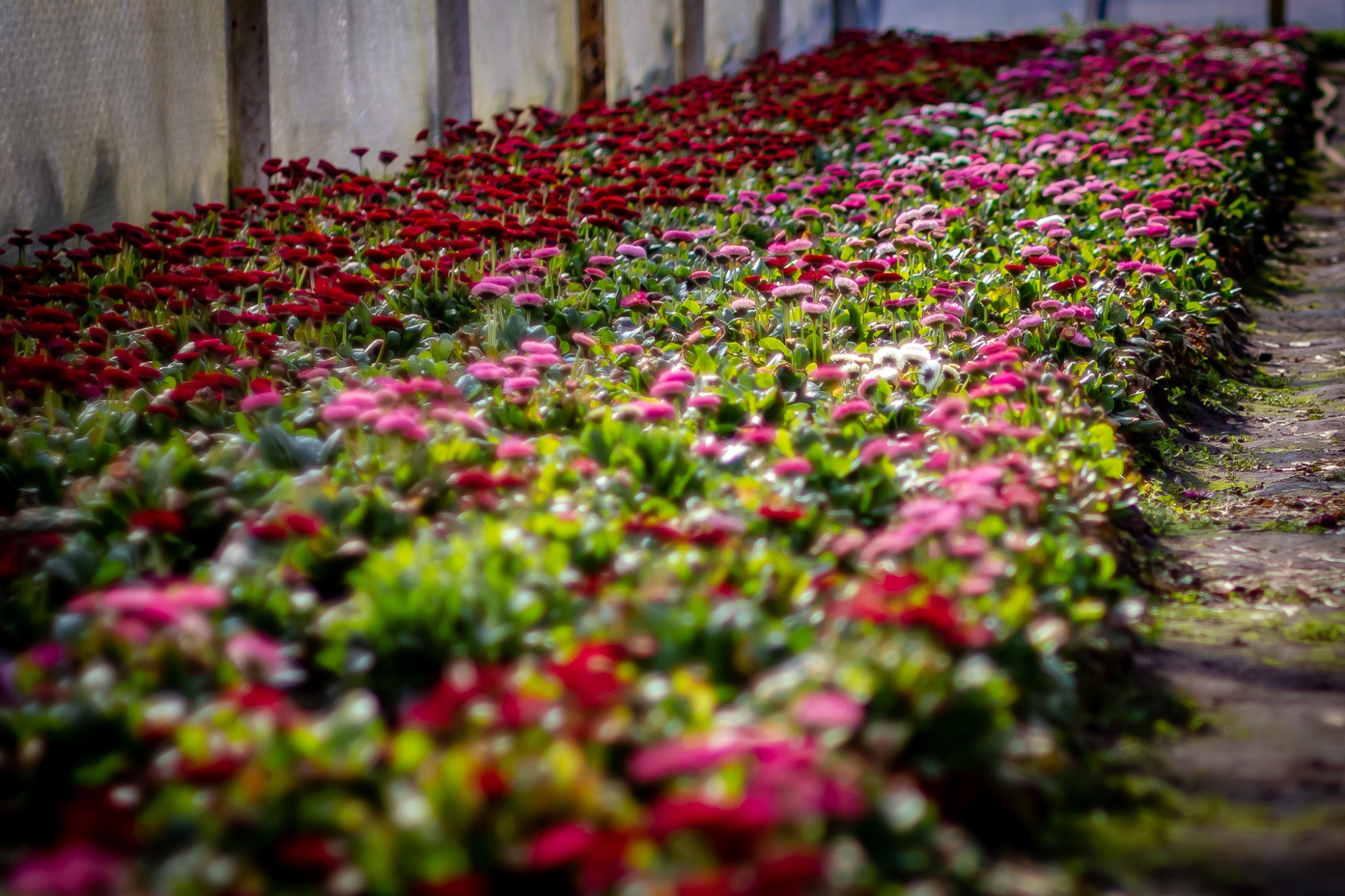Rządki czerwonych, różowych i białych stokrotek rosnących w szklarni, widoczne z perspektywy ścieżki serwisowej. Na pierwszym planie rozmyte kwiaty.
