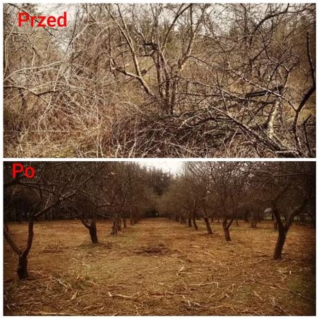 Stary sad doprowadzony do stanu uzytkowania