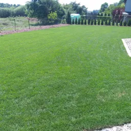 Soczysta, równomiernie skoszona trawa na posesji z widocznymi tujami w tle i fragmentem altany z kamiennym podsypem.