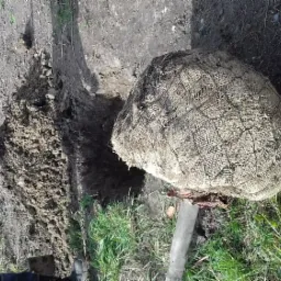 Przygotowany dół i drzewko owinięte jutą, gotowe do posadzenia; widoczna wykopana ziemia i fragment trawnika.