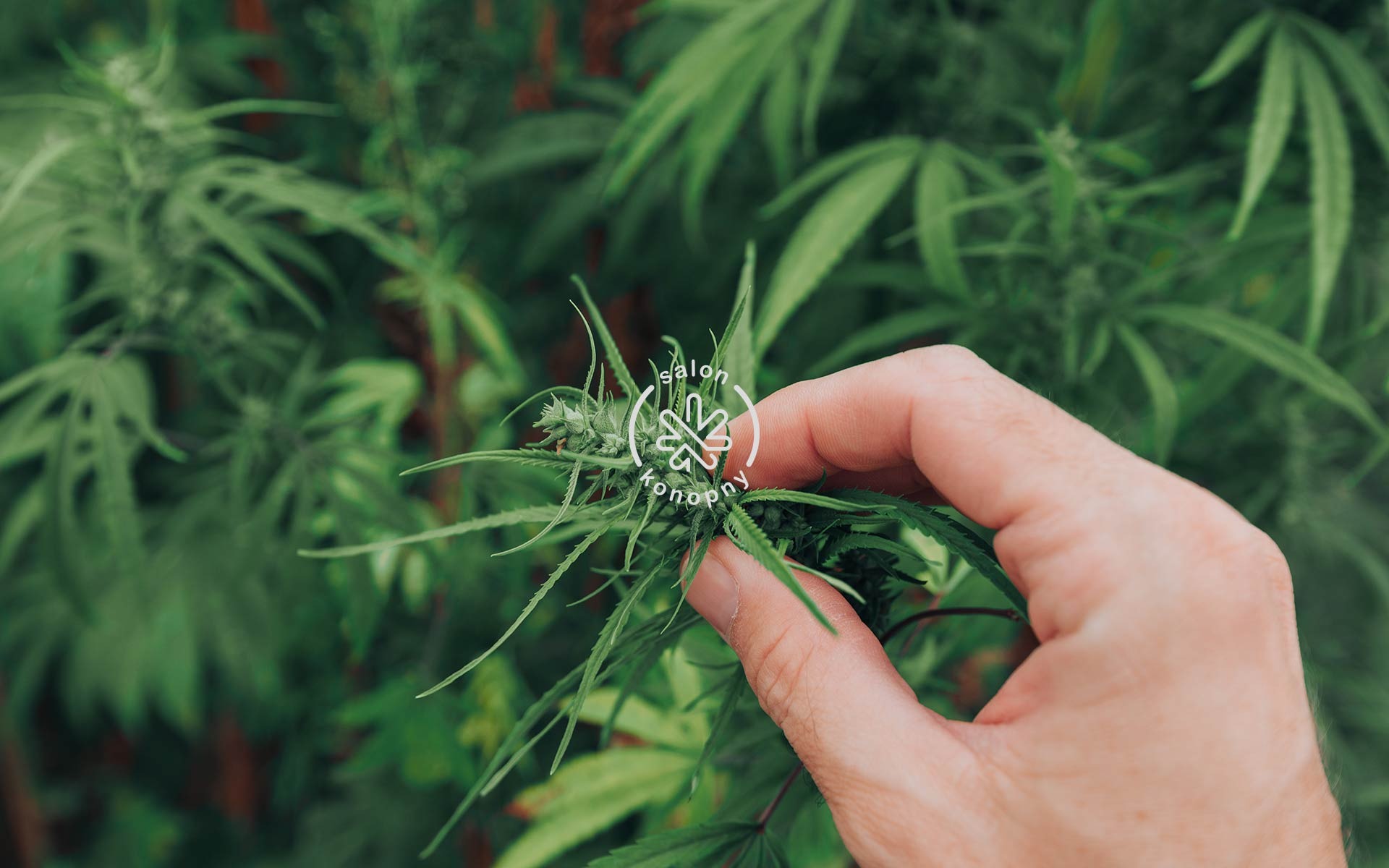 Logo marki - Salon Konopny.