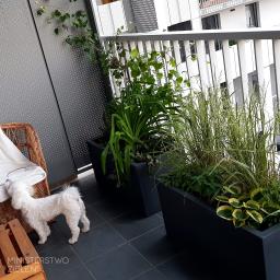 Ministerstwo Zieleni - Aranżacja roślin w donicach na balkonie z widokiem na nowoczesną architekturę, mały biały pies obok wiklinowego fotela.