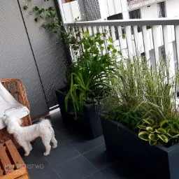 Aranżacja roślin w donicach na balkonie z widokiem na nowoczesną architekturę, mały biały pies obok wiklinowego fotela.