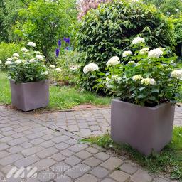 Ministerstwo Zieleni - Dwa kwadratowe, betonowe donice z kwitnącymi białymi hortensjami, ustawione wzdłuż ścieżki z kostki brukowej w ogrodzie z bujną zielenią w tle.
