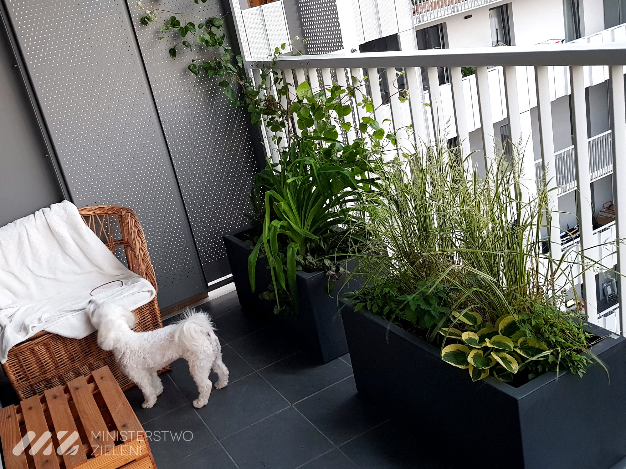 Aranżacja roślin w donicach na balkonie z widokiem na nowoczesną architekturę, mały biały pies obok wiklinowego fotela.