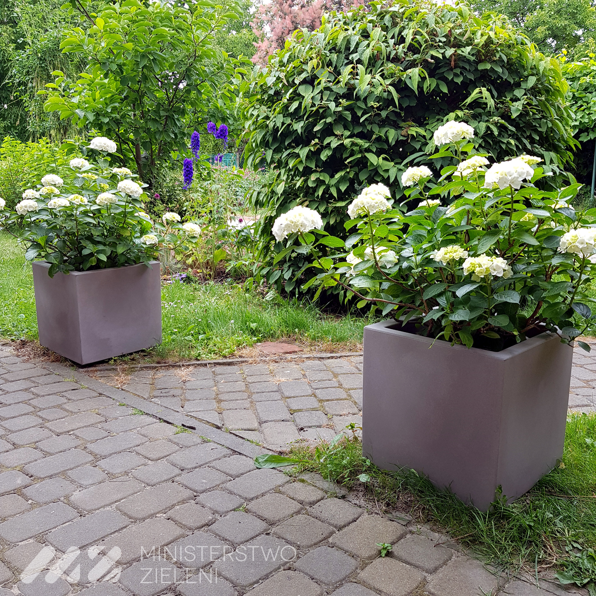 Dwa kwadratowe, betonowe donice z kwitnącymi białymi hortensjami, ustawione wzdłuż ścieżki z kostki brukowej w ogrodzie z bujną zielenią w tle.