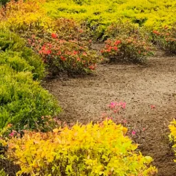 Fragment ogrodu z różnorodną roślinnością: iglaki, krzewy z czerwonymi kwiatami i żółte krzewy, na tle przygotowanej ziemi.
