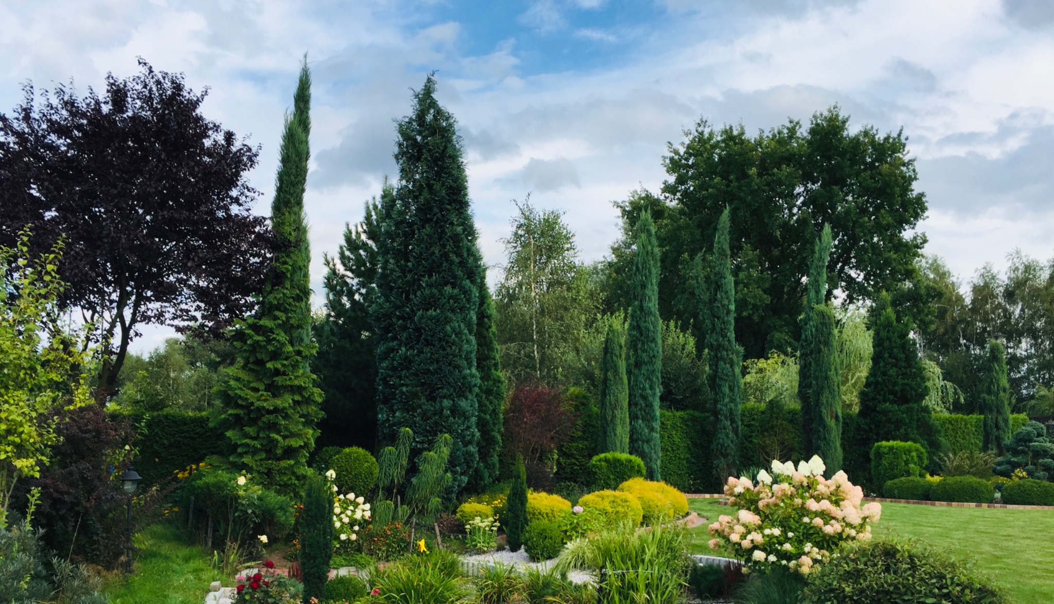 Urozmaicony ogród z wysokimi, strzelistymi cyprysami, kulistymi krzewami i kwitnącymi hortensjami na tle zielonego trawnika i drzew.