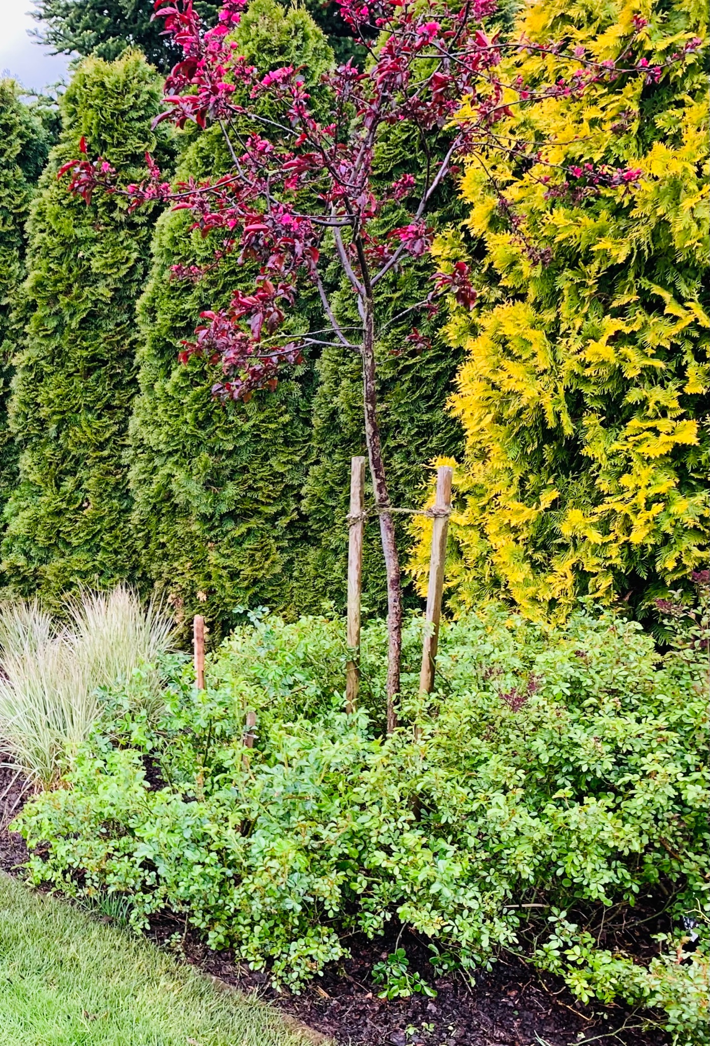 Młode drzewko o bordowych liściach, zabezpieczone palikami, posadzone na rabacie z zielonymi krzewami, w tle wysokie tuje o zielonych i żółtych igłach.
