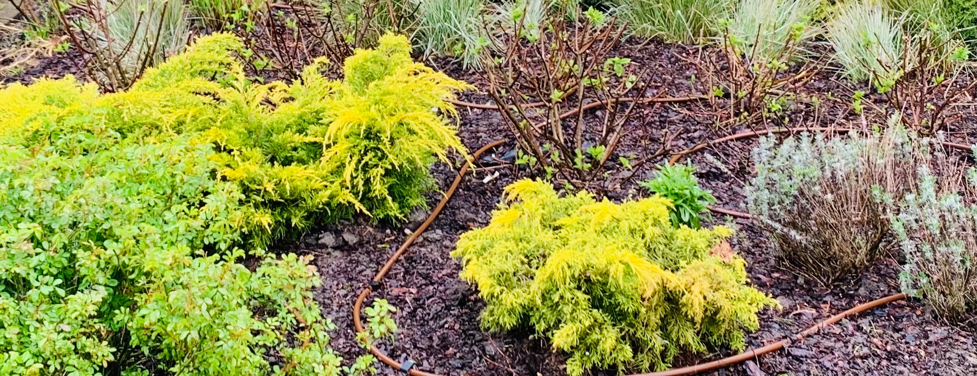 Fragment rabaty z niskimi krzewami iglastymi o żółtozielonych igłach i innymi roślinami, otoczonej brązową linią nawadniającą.