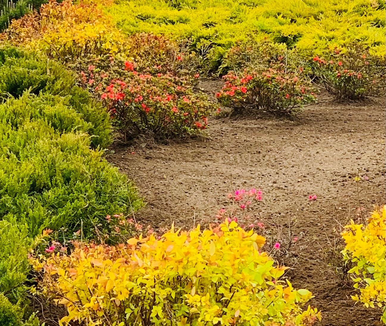 Fragment ogrodu z różnorodną roślinnością: iglaki, krzewy z czerwonymi kwiatami i żółte krzewy, na tle przygotowanej ziemi.