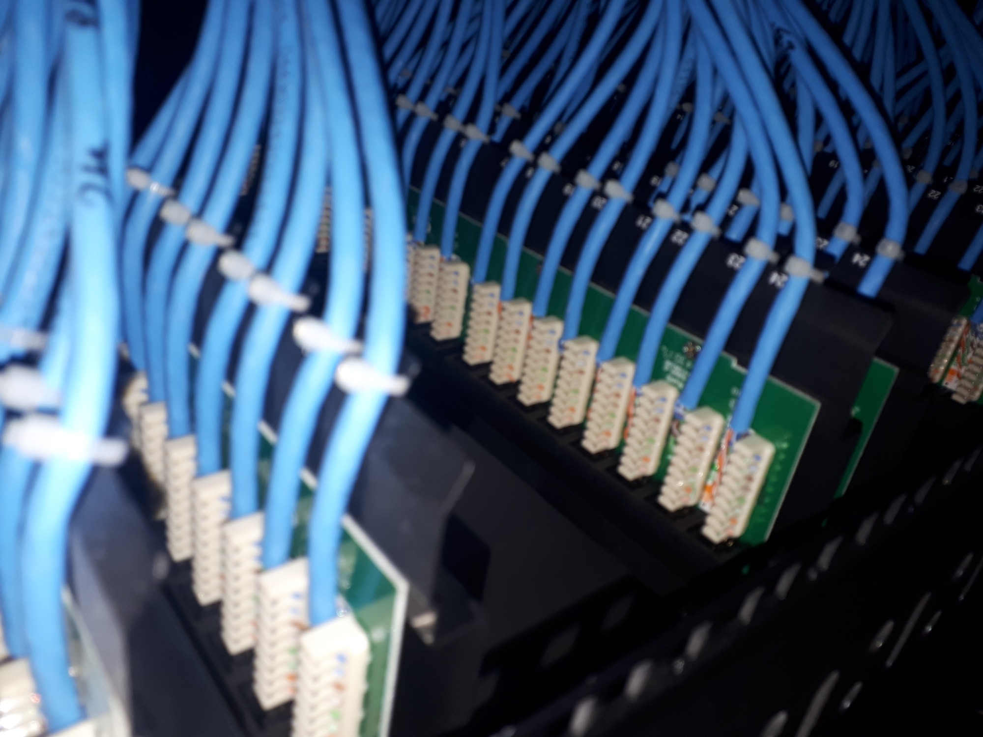 Rząd niebieskich kabli sieciowych patchcord, starannie podłączonych do portów w panelu krosowym, z numerowanymi oznaczeniami nad każdym kablem, tworząc uporządkowaną infrastrukturę sieciową.