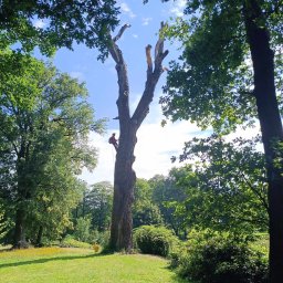 Wycinka drzew Dębica 2