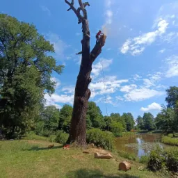 Arborysta w kasku, zabezpieczony linami, przycina górne gałęzie wysokiego drzewa w parku nad stawem, widoczne ścięte pnie na trawie.