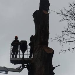 Zakład Konserwacji Zieleni - Profesjonalne Sadzenie Drzew Mielec