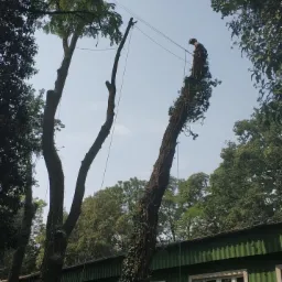 Arborysta na ogołoconym drzewie zabezpieczony linami, przygotowuje się do wycinki, widok z dołu na tle zielonego budynku.