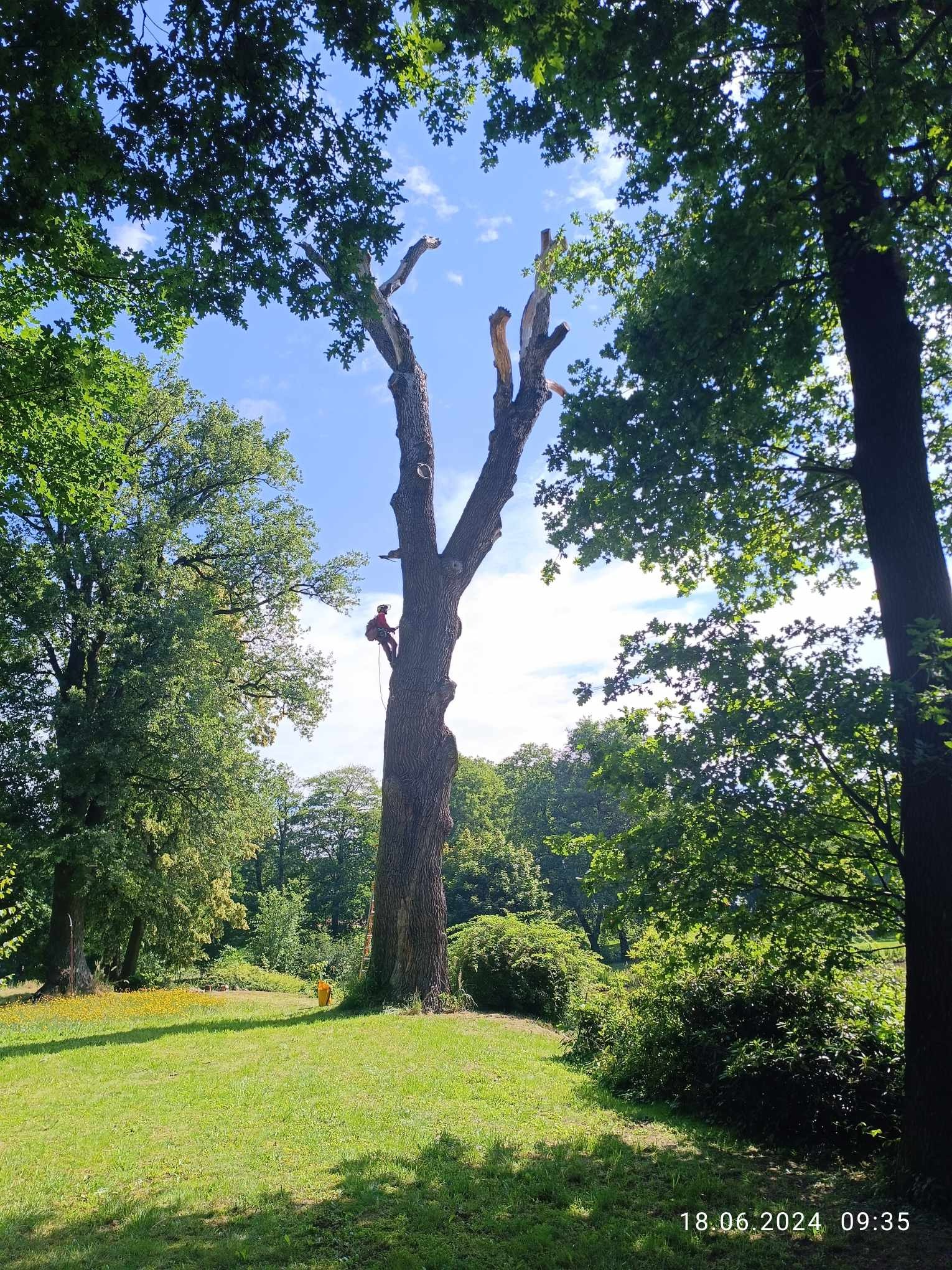 Arborysta w czerwonym ubraniu, zabezpieczony linami, wspina się na wysokie, ogołocone z gałęzi drzewo w parku, otoczony zielenią i błękitnym niebem.